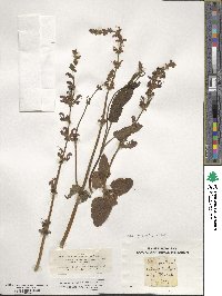 Salvia pratensis image