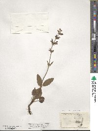 Salvia pratensis image