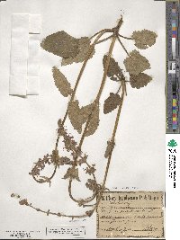 Salvia pratensis image