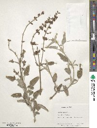 Salvia fruticosa image