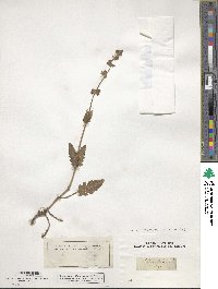 Salvia verbenaca image