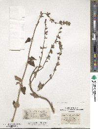 Salvia virgata image