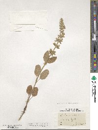 Salvia viridis image