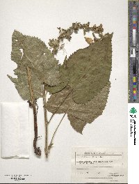 Salvia glutinosa image