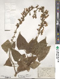 Salvia glutinosa image