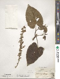 Salvia glutinosa image