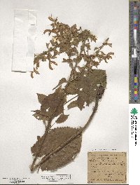 Salvia glutinosa image