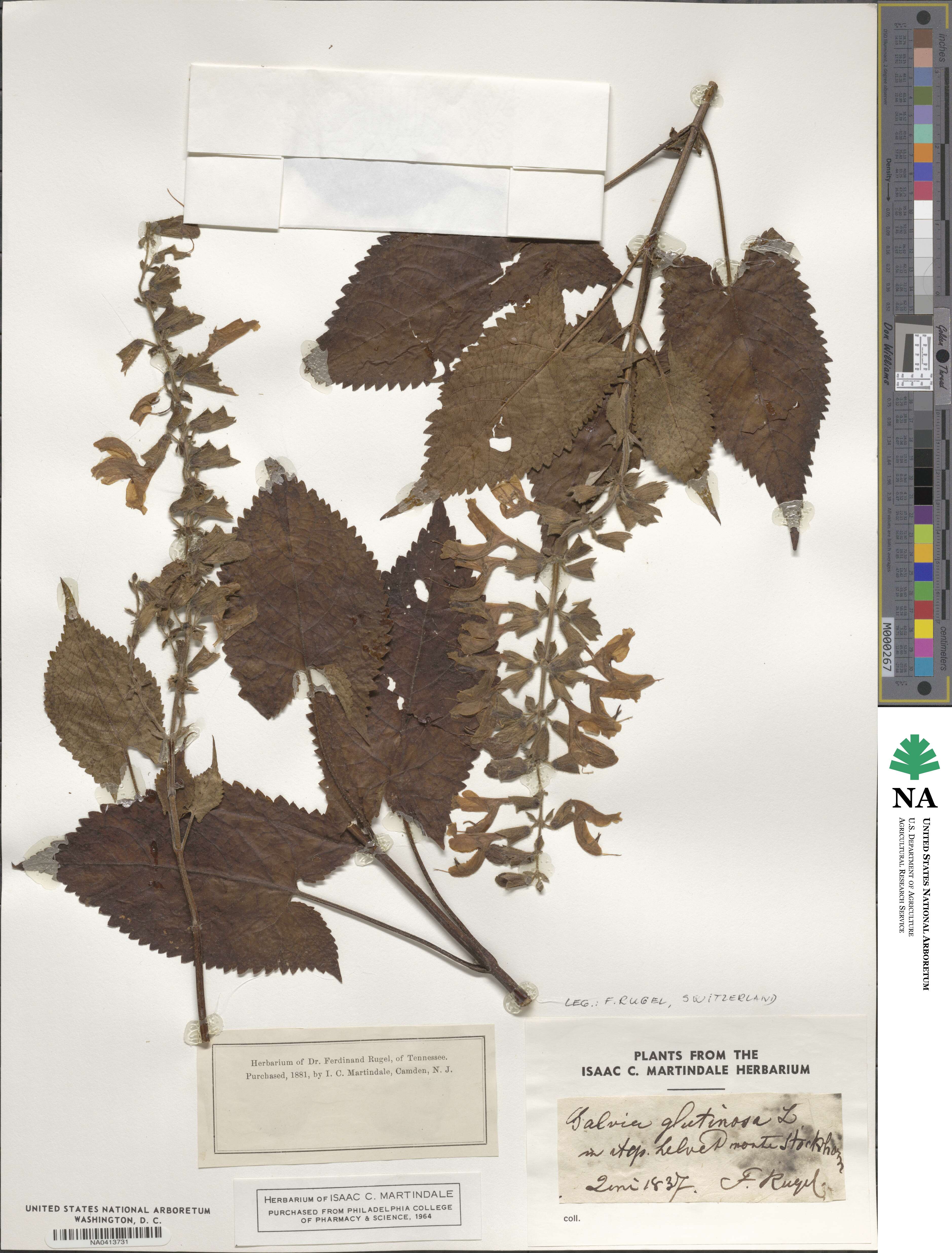 Salvia glutinosa image