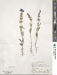 Salvia viridis image