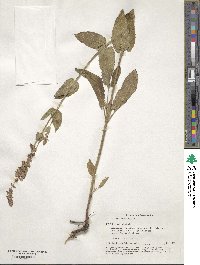 Salvia nemorosa image