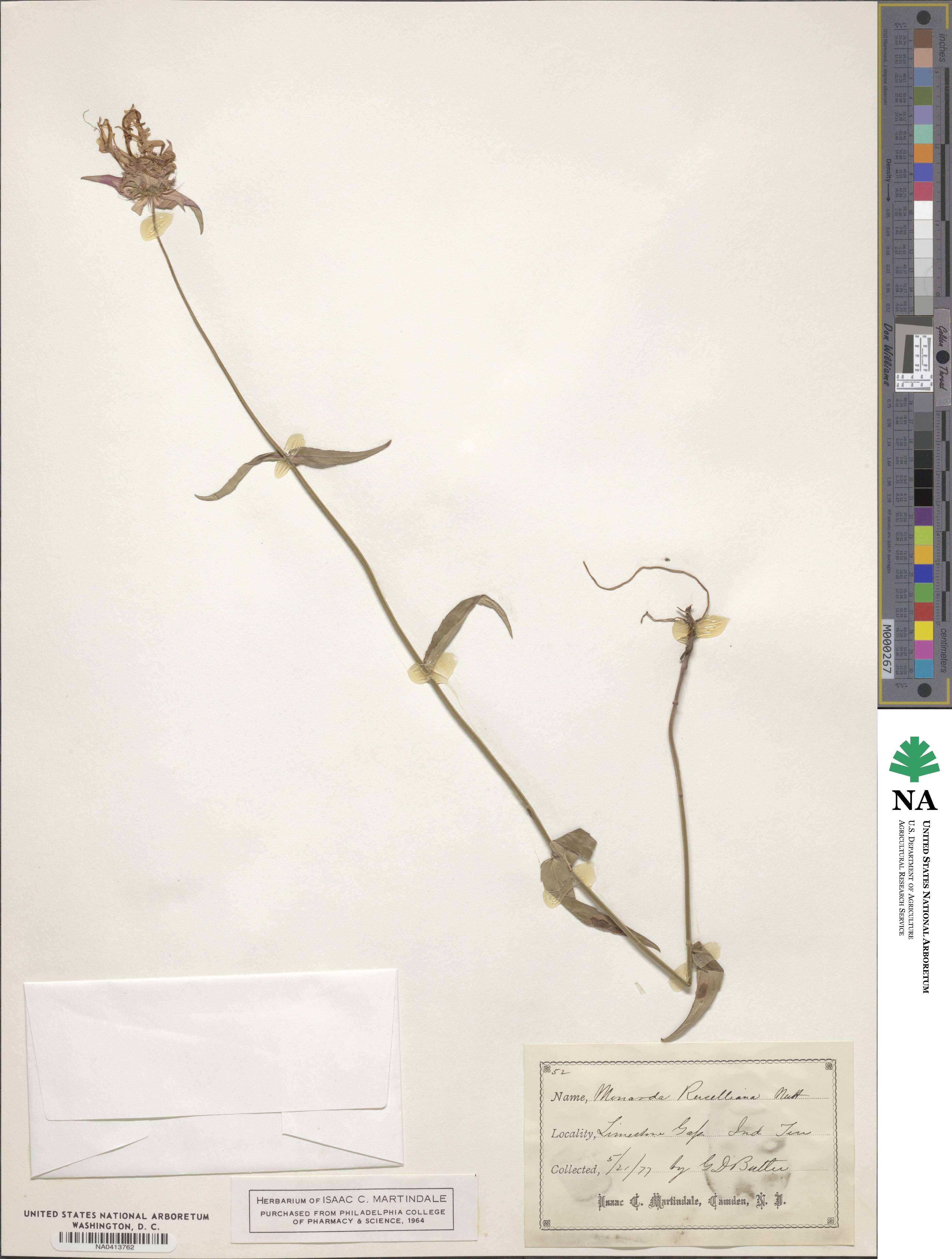 Monarda russeliana image