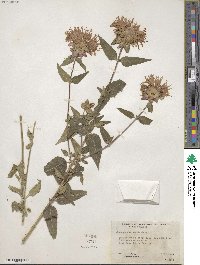 Monarda fistulosa image