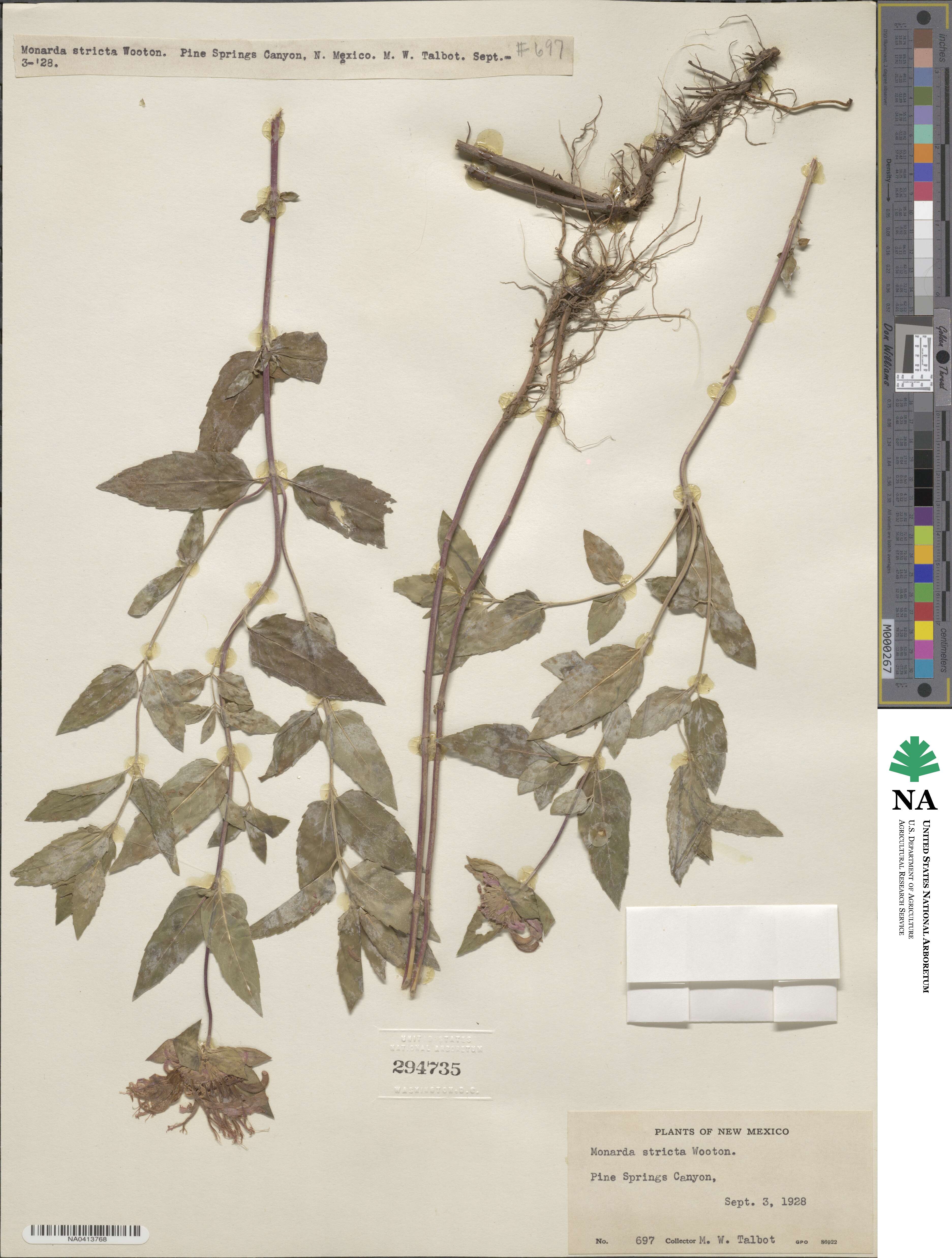 Monarda fistulosa image