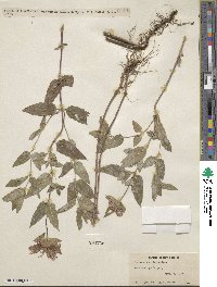 Monarda fistulosa image