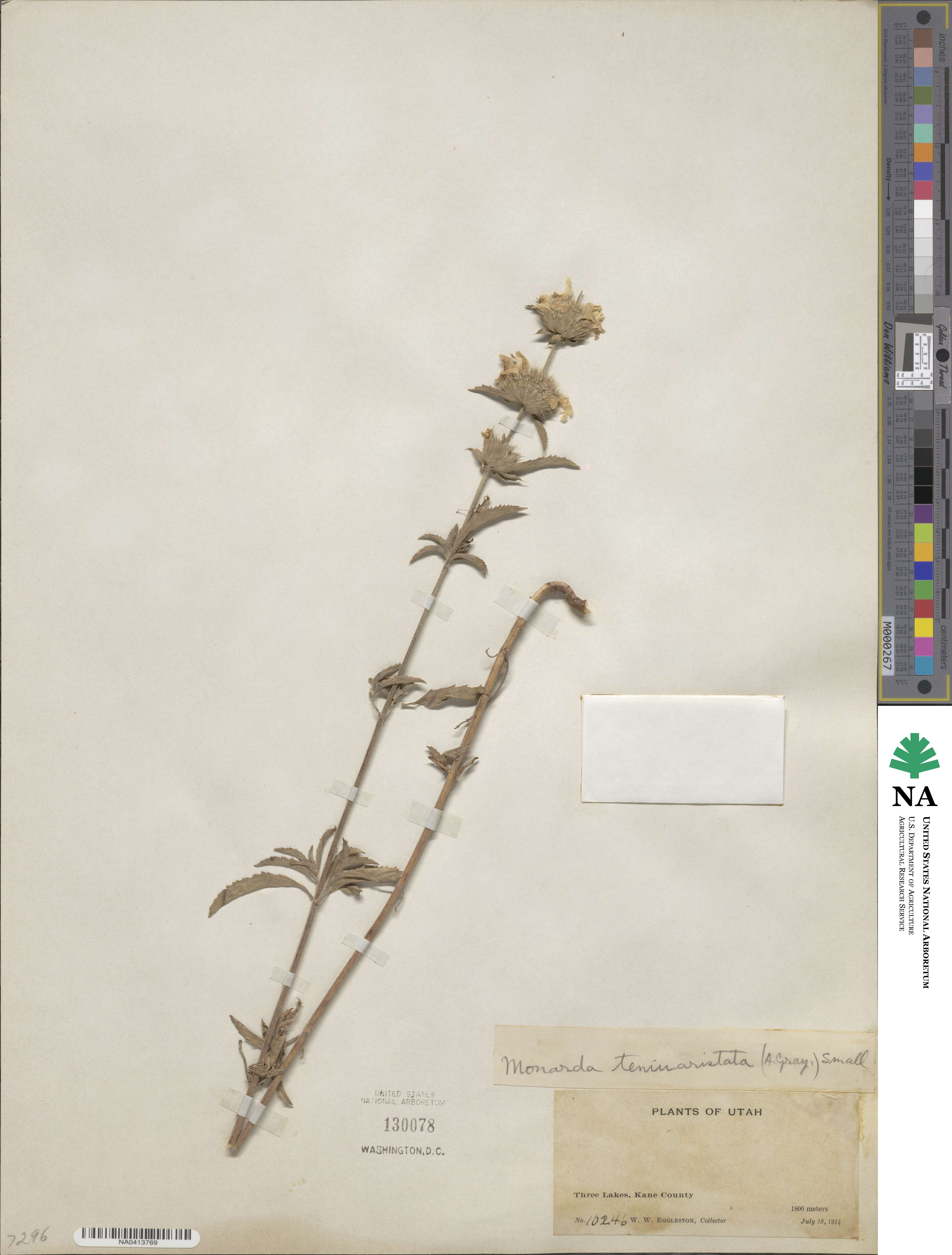Monarda citriodora var. citriodora image