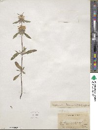 Monarda citriodora var. citriodora image