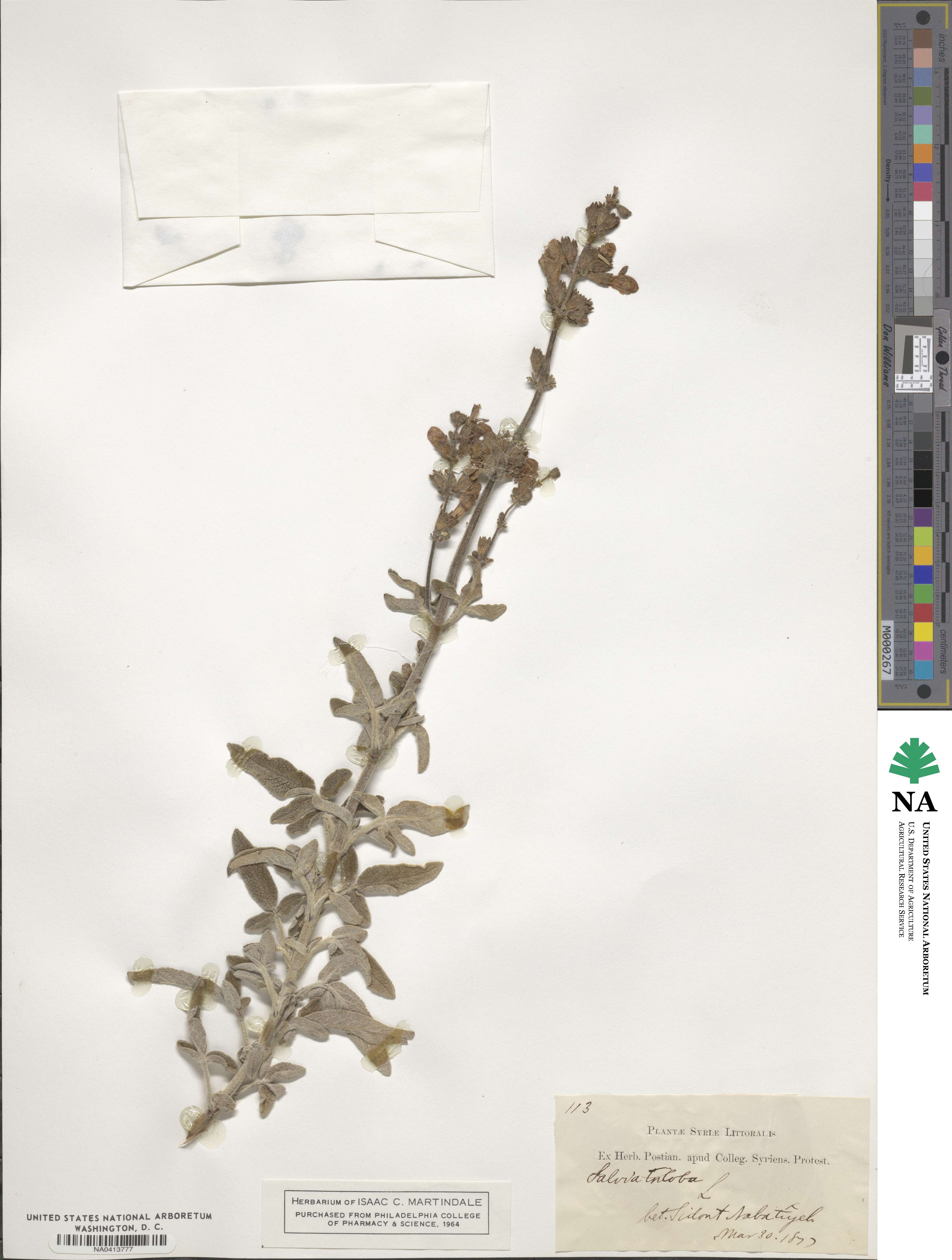 Salvia fruticosa image
