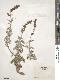 Salvia fruticosa image