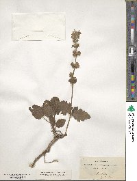 Salvia verbenaca image