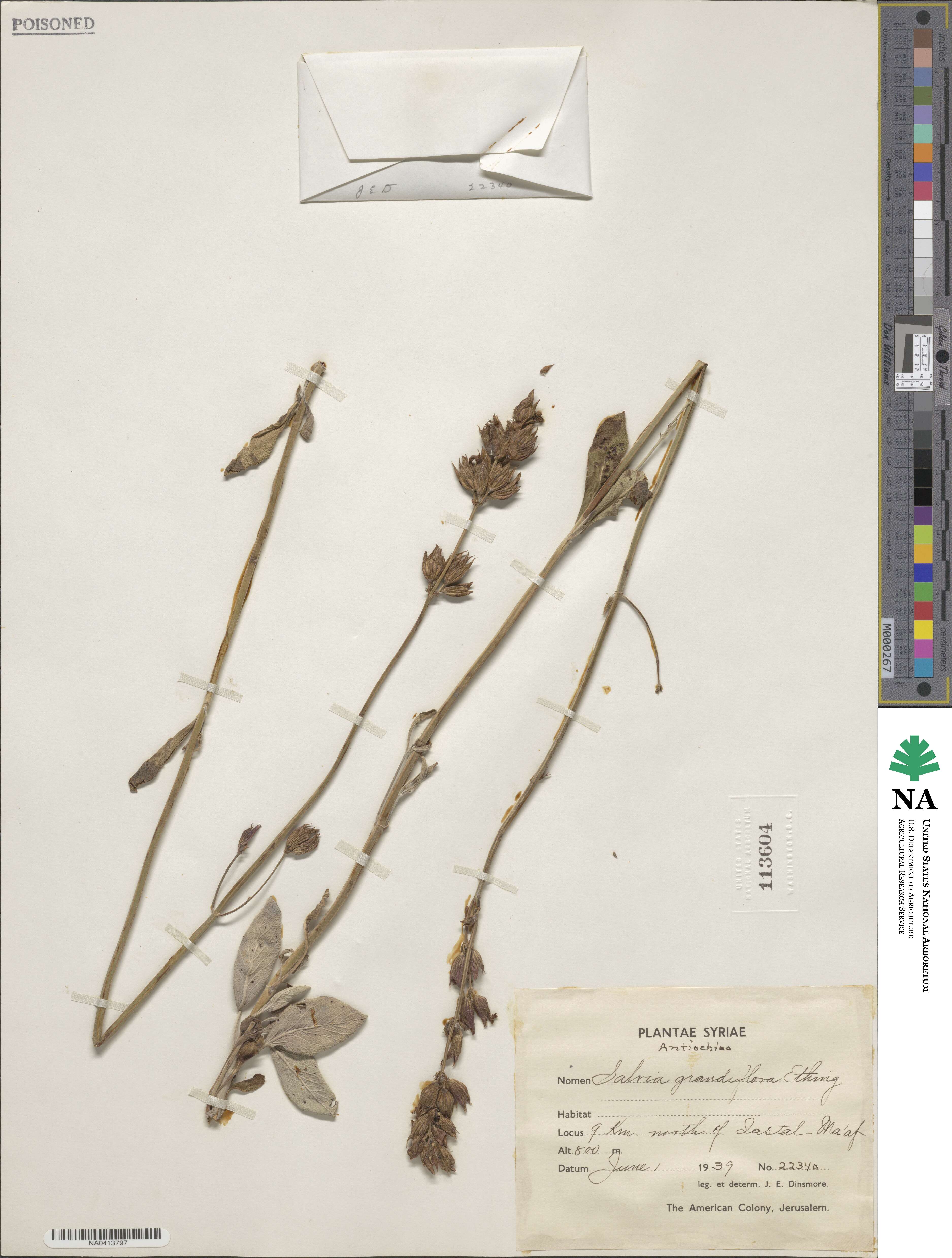 Salvia grandiflora image