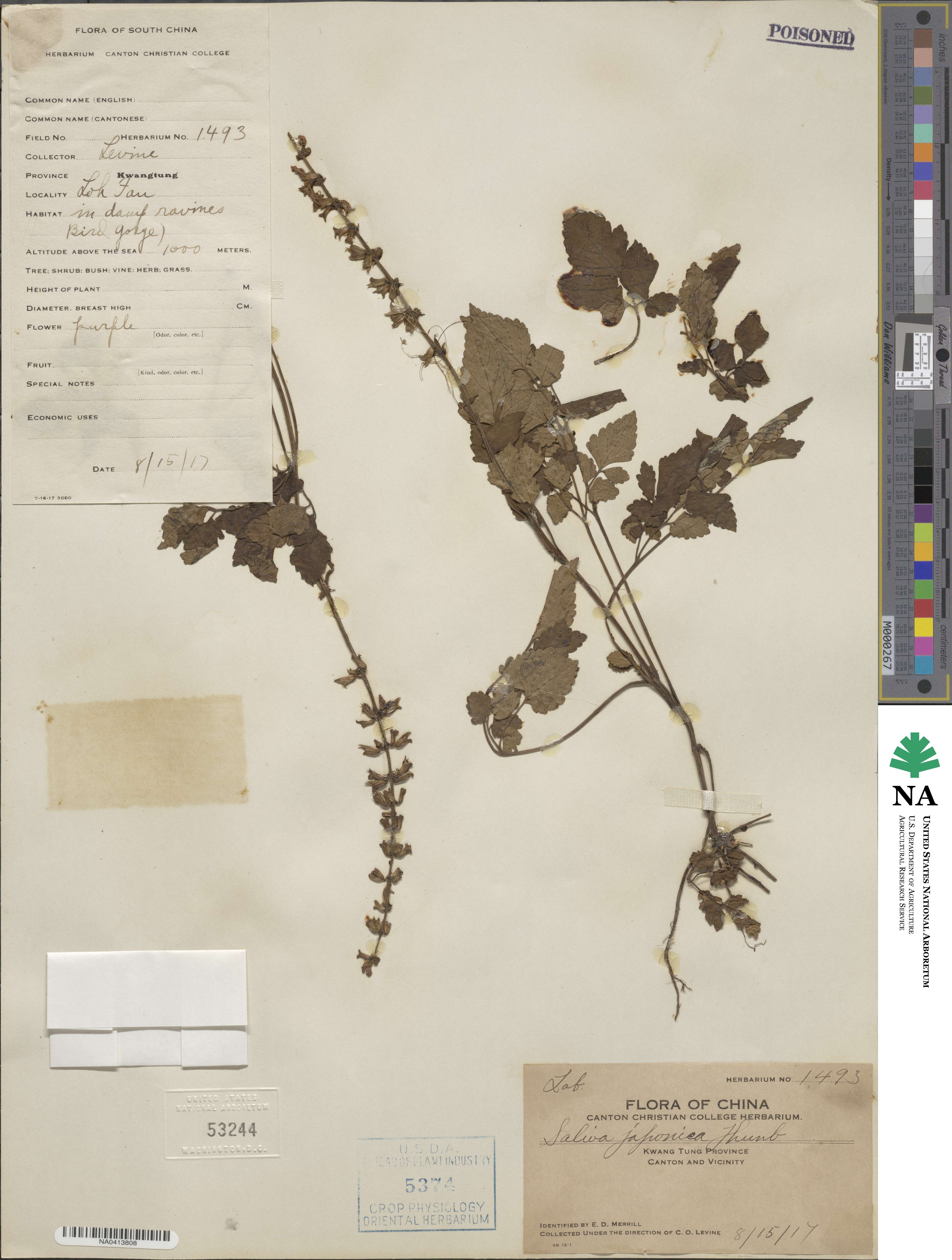 Salvia japonica image