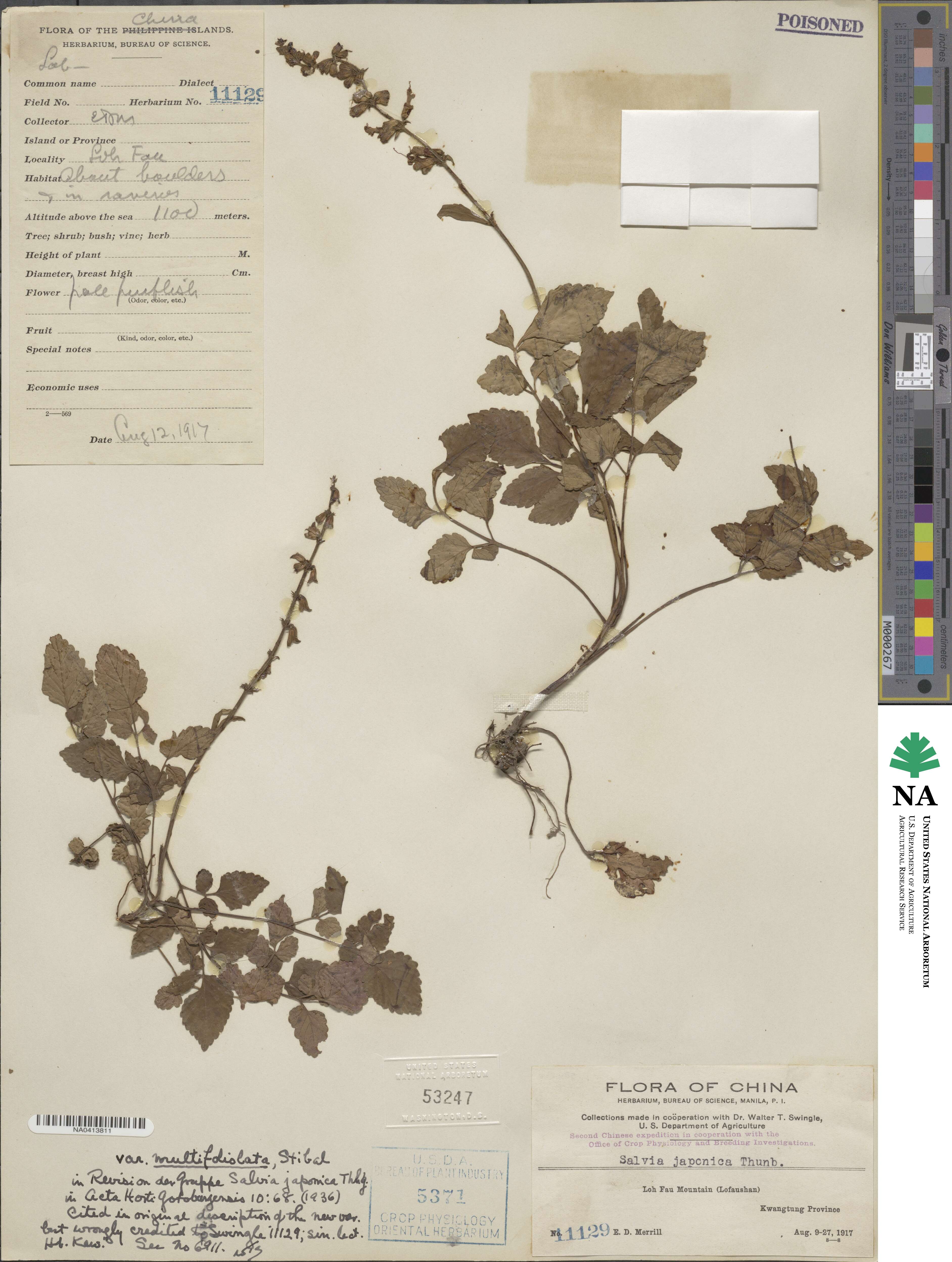 Salvia japonica image