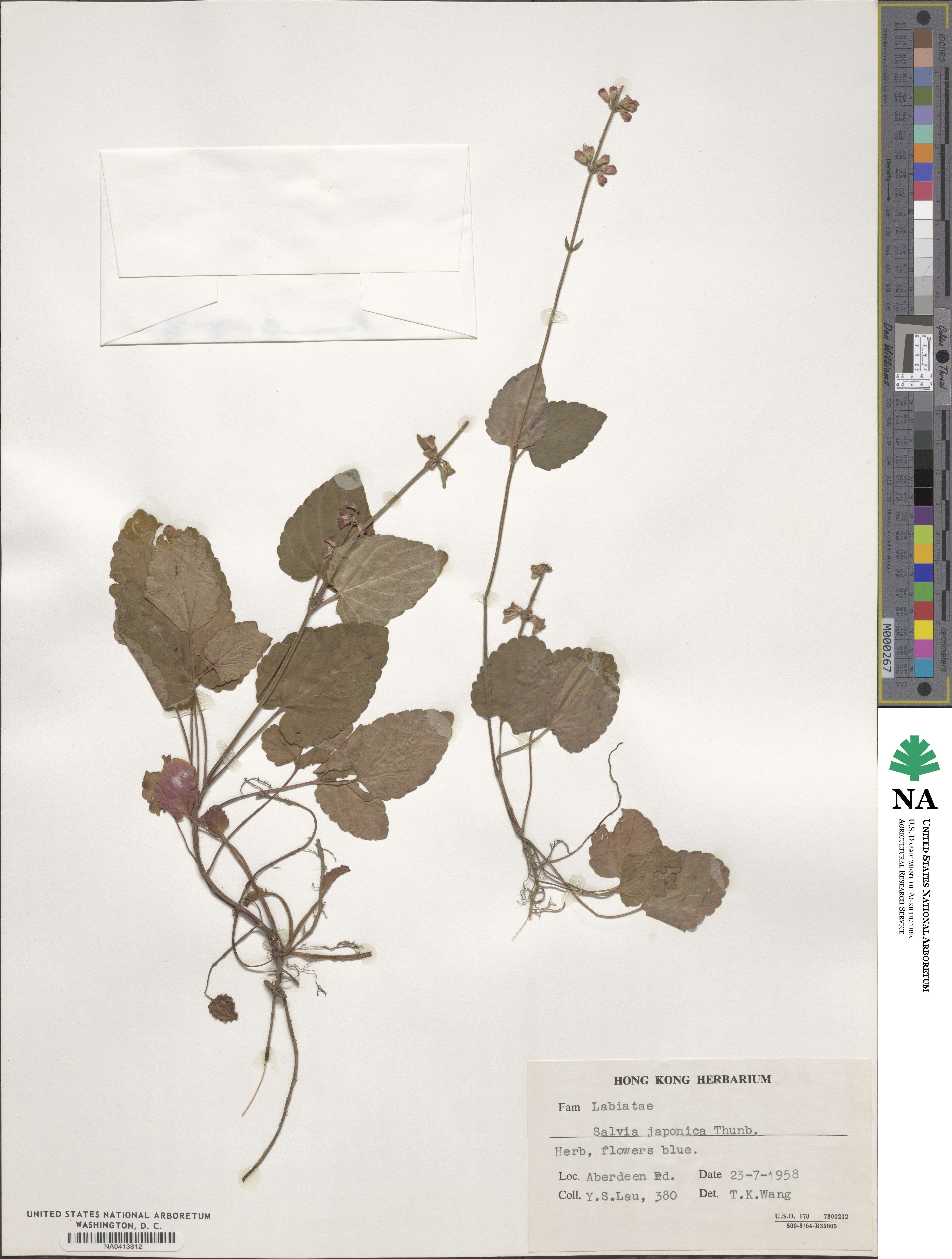 Salvia japonica image