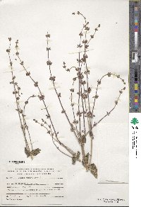 Salvia judaica image