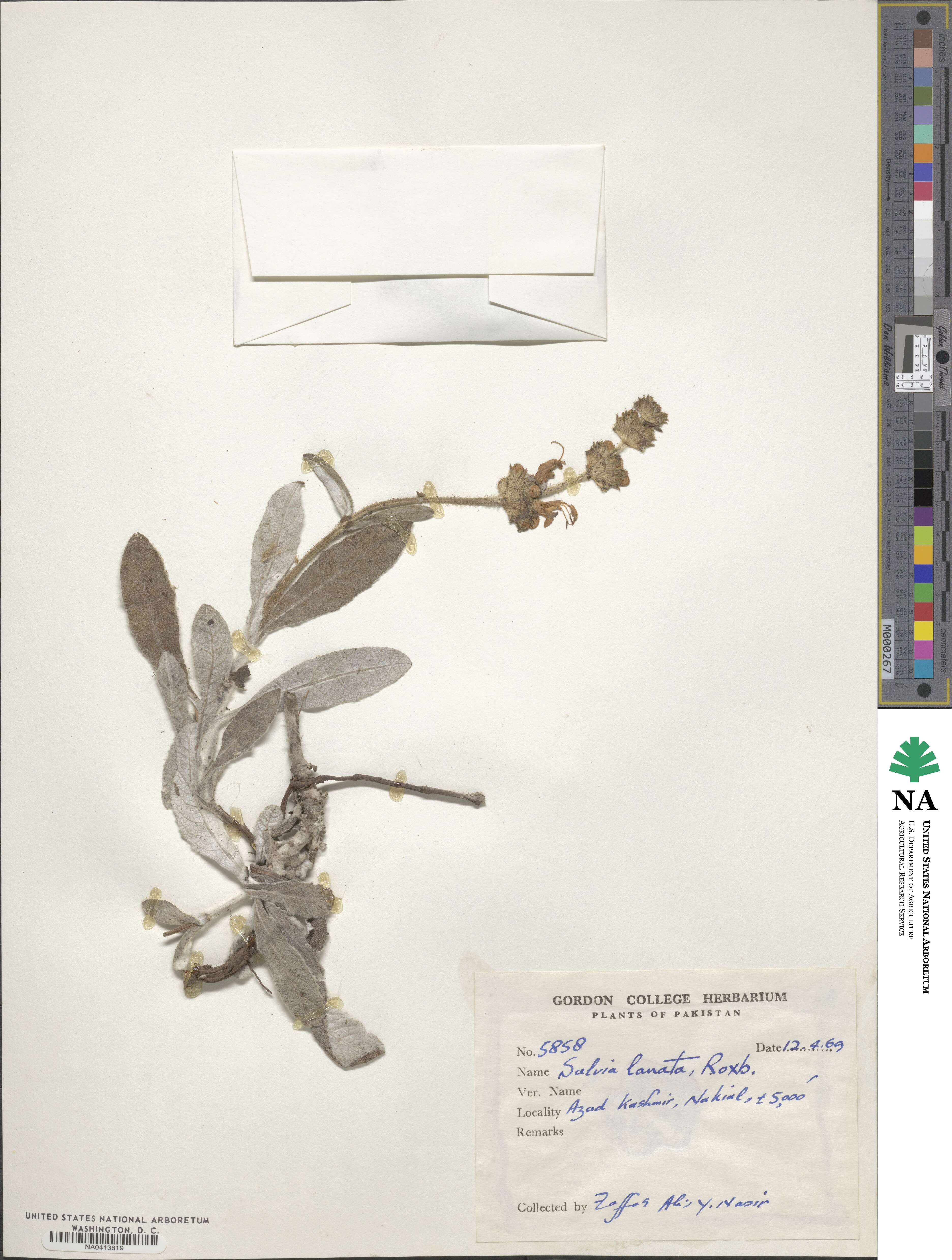 Salvia lanata image