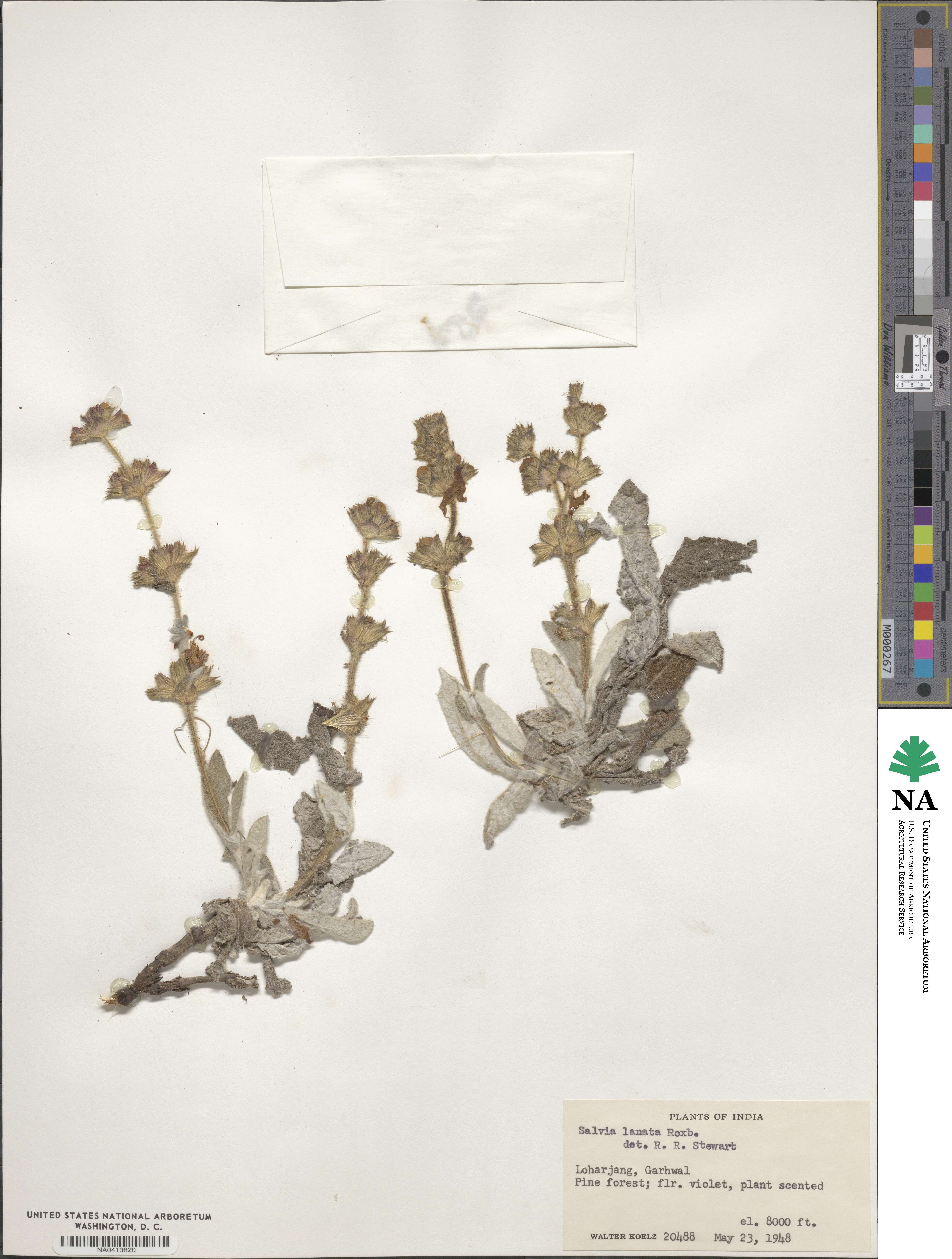 Salvia lanata image