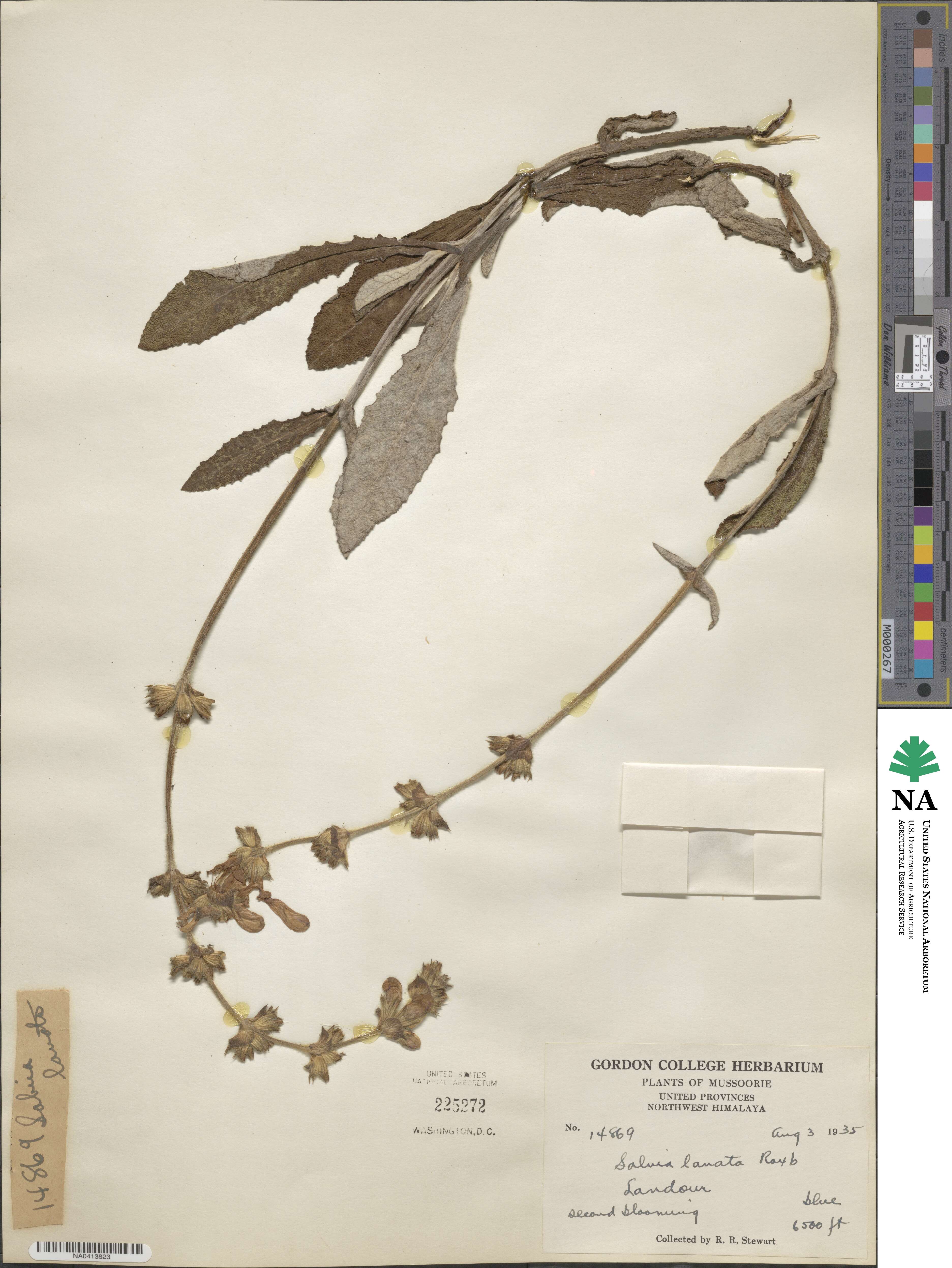 Salvia lyrata image