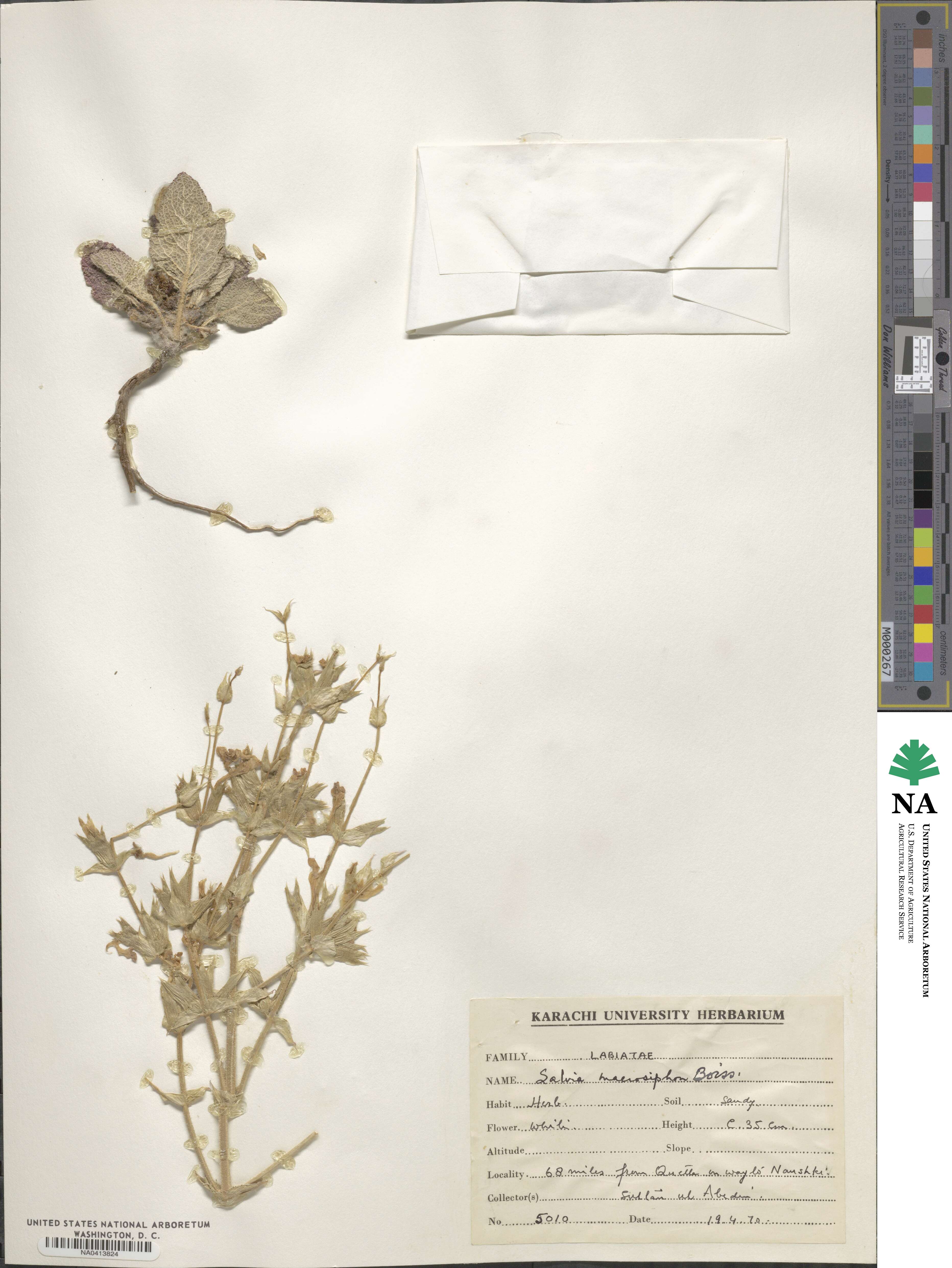 Salvia macrosiphon image