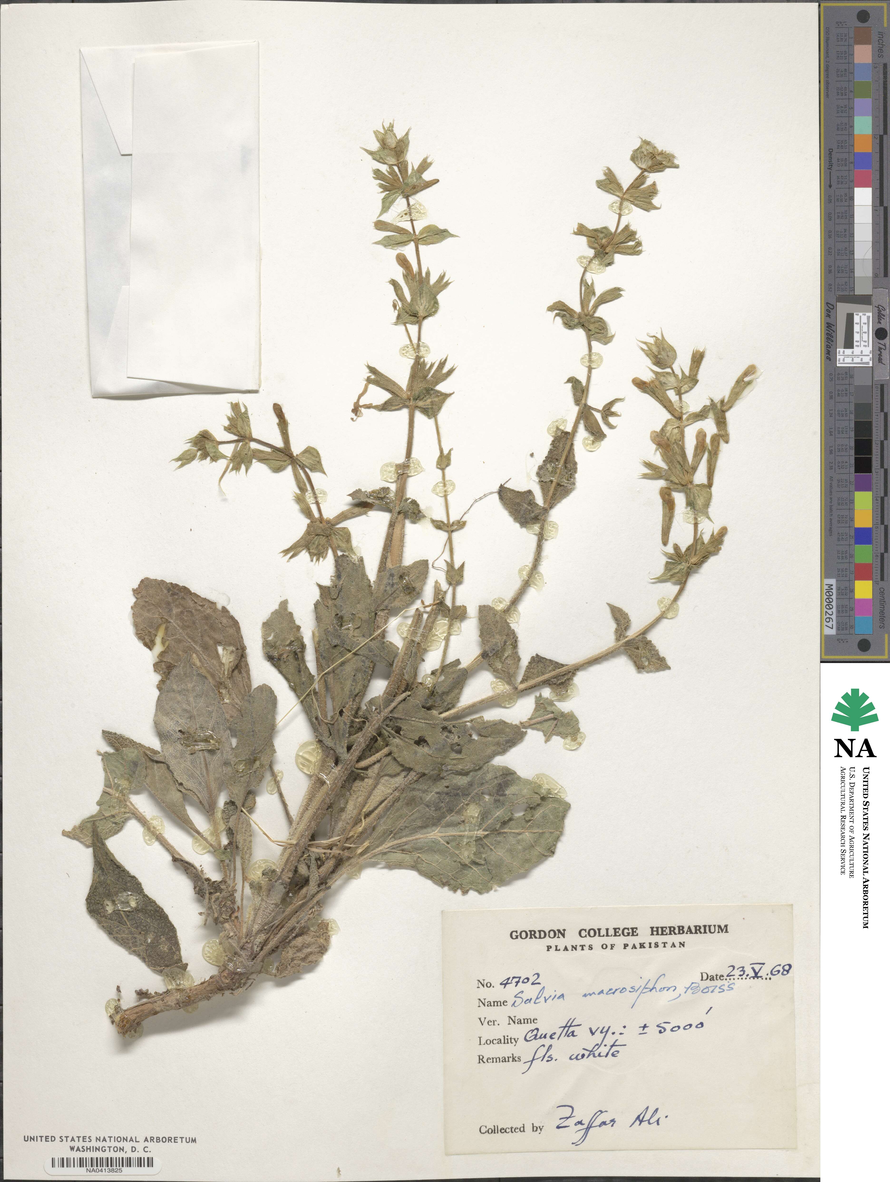 Salvia macrosiphon image