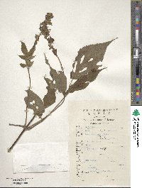 Salvia miltiorrhiza var. miltiorrhiza image