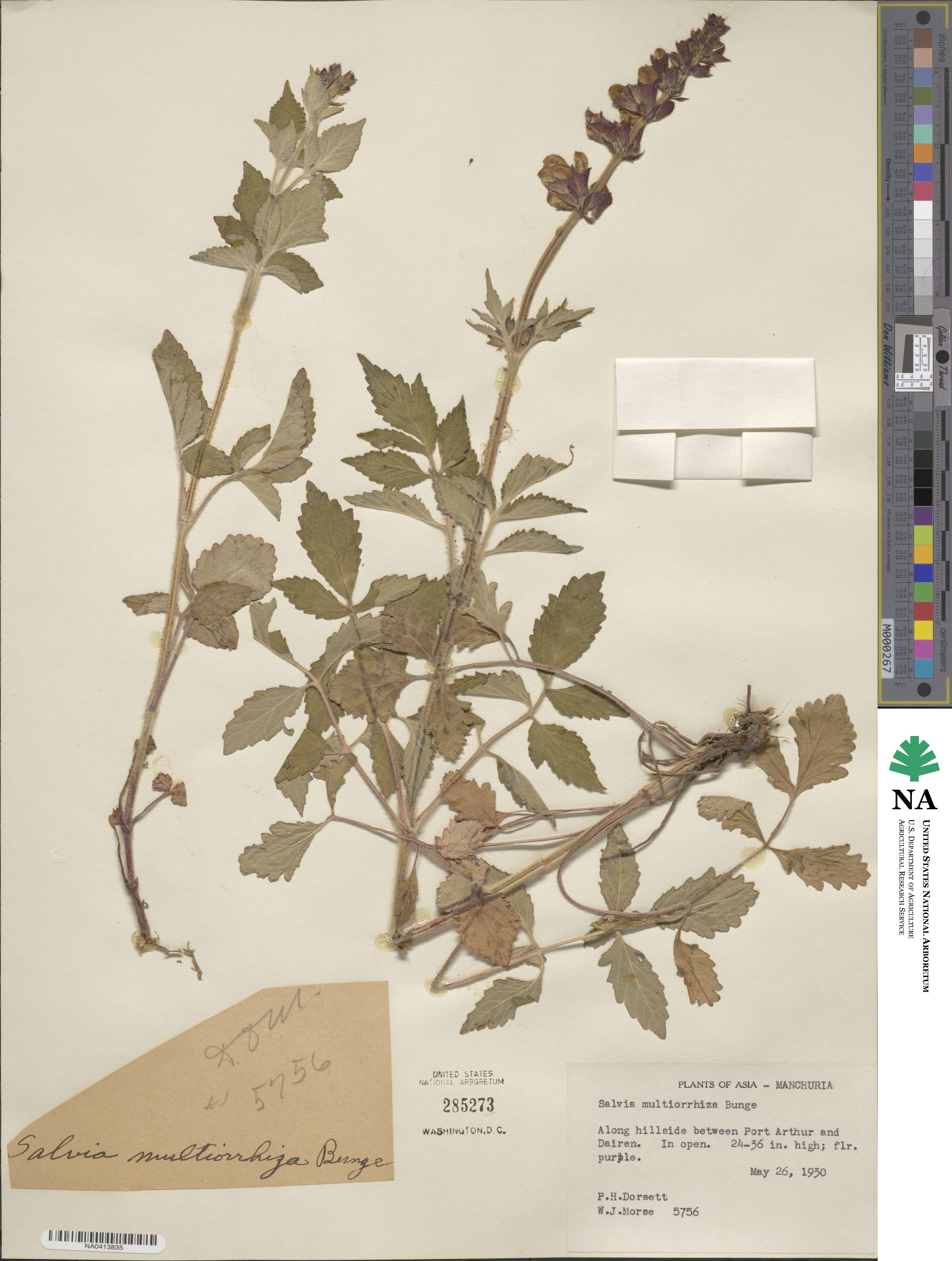 Salvia miltiorrhiza var. miltiorrhiza image