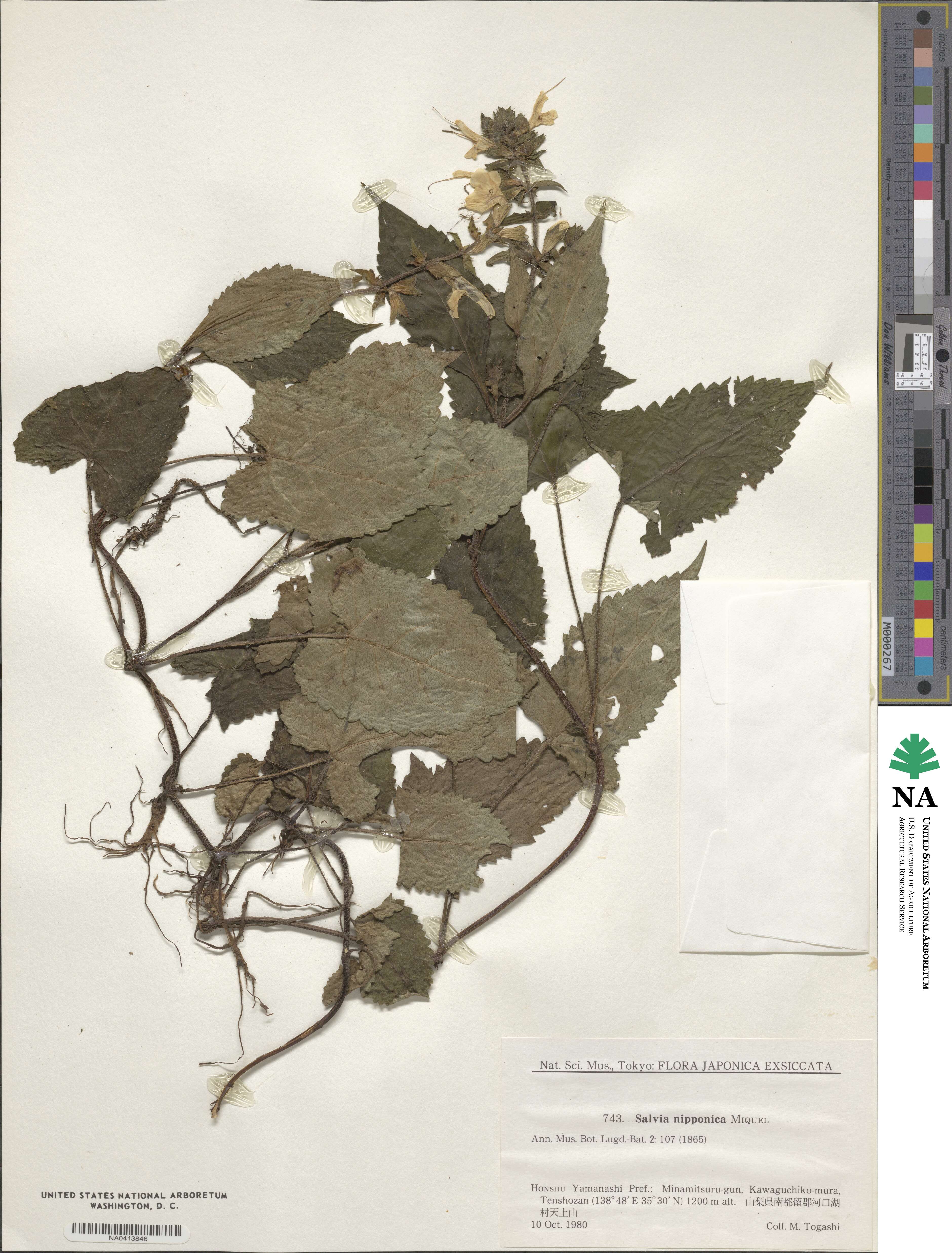 Salvia nipponica image