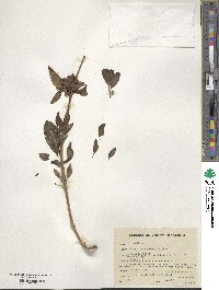 Salvia bucharica image