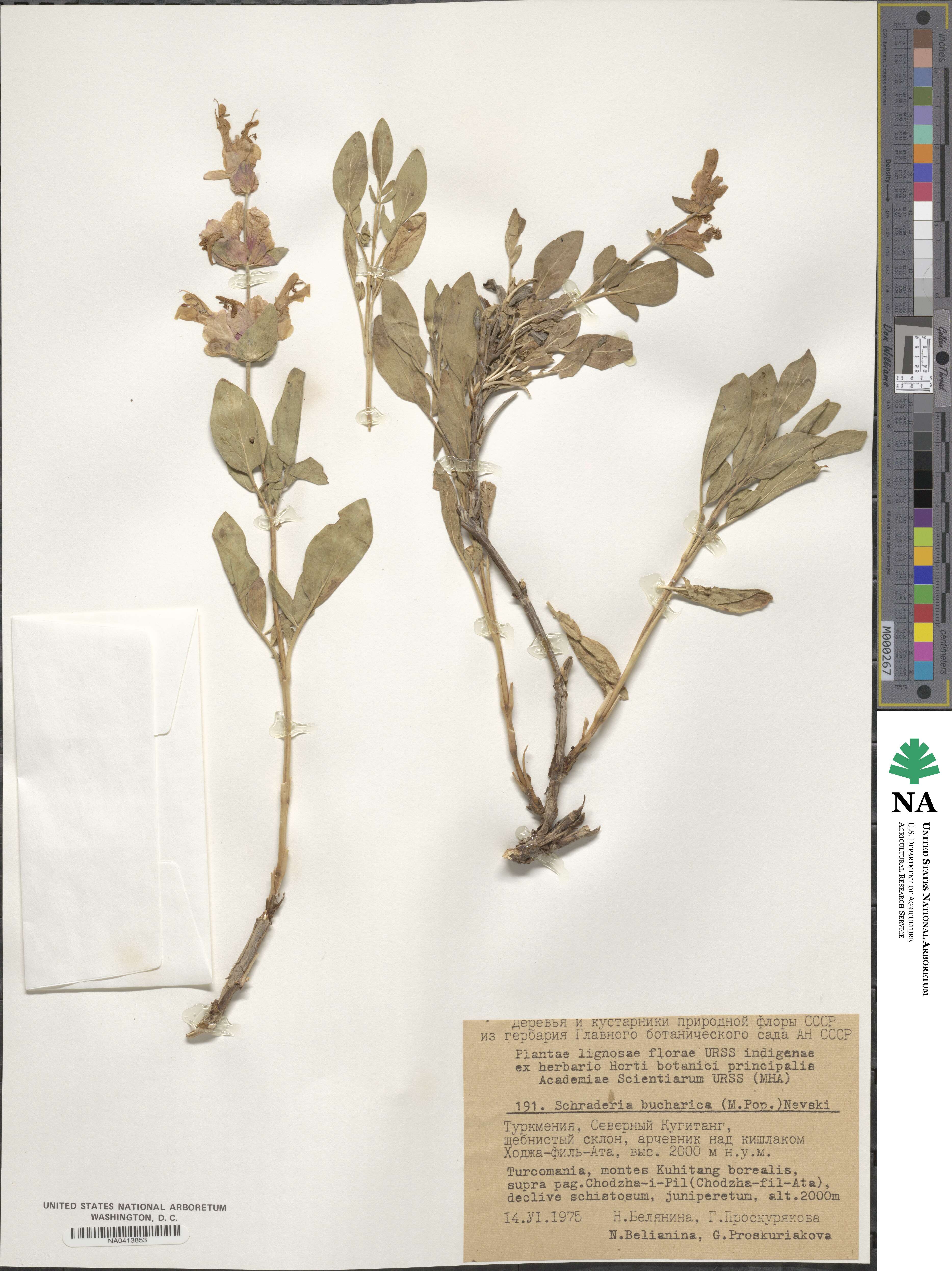 Salvia bucharica image