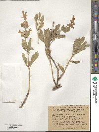 Salvia bucharica image