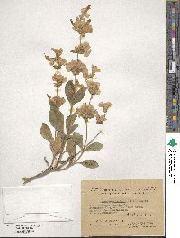 Salvia bucharica image