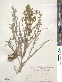 Image of Salvia ceratophylla