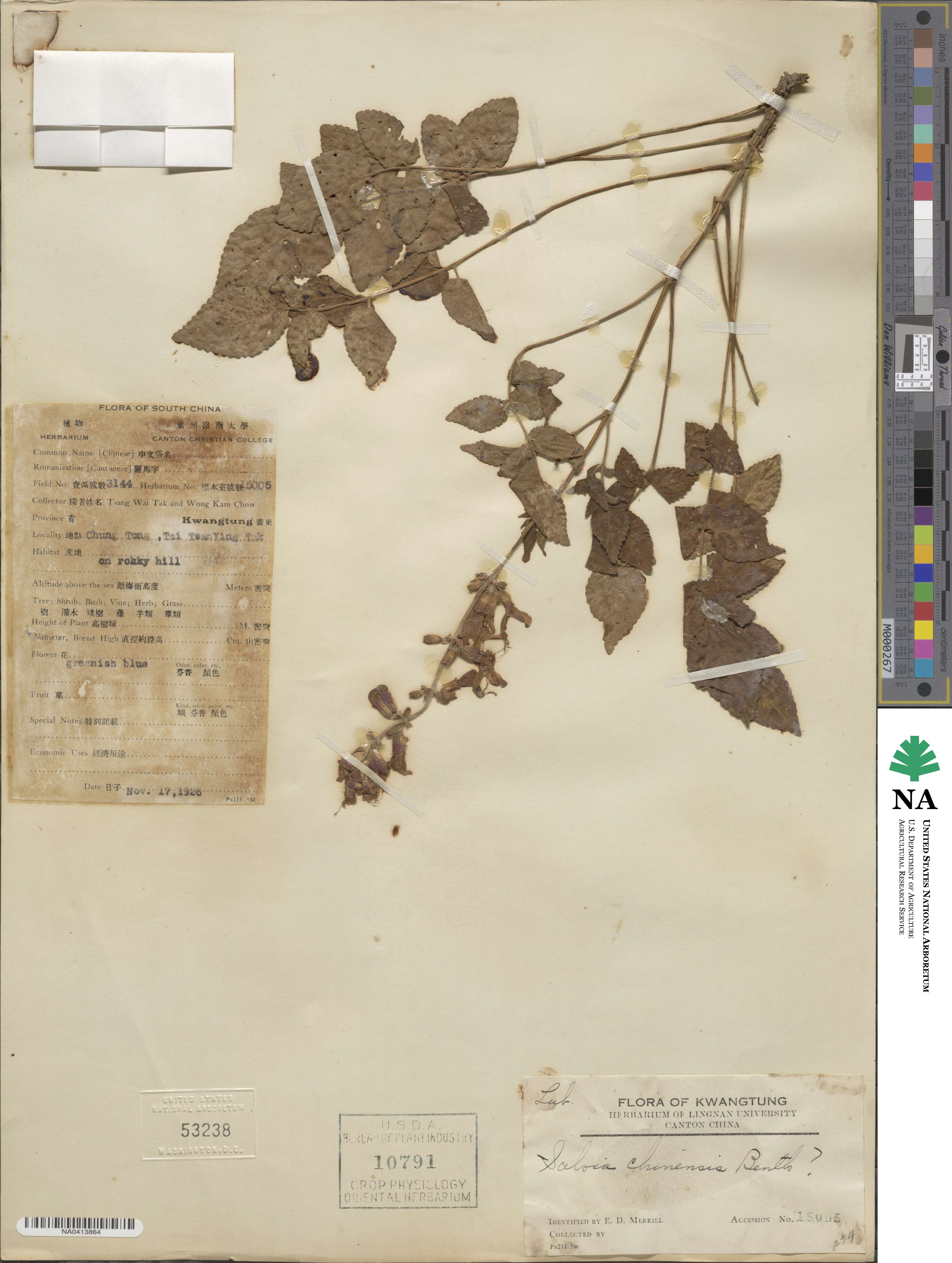 Salvia chinensis image