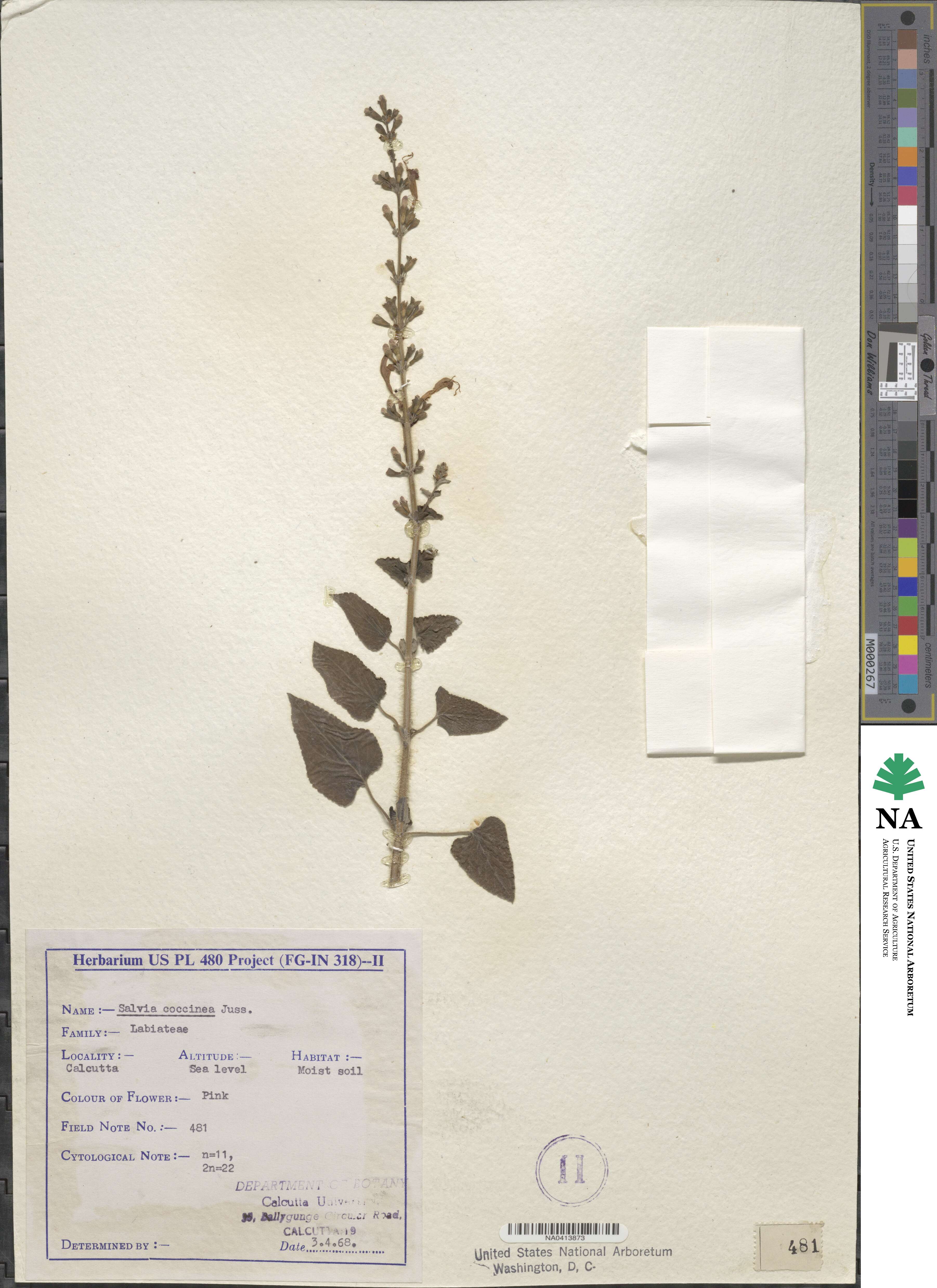 Salvia coccinea image
