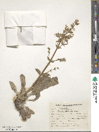 Salvia glutinosa image
