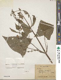 Salvia glutinosa image