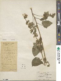 Salvia glutinosa image