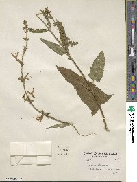 Salvia glutinosa image