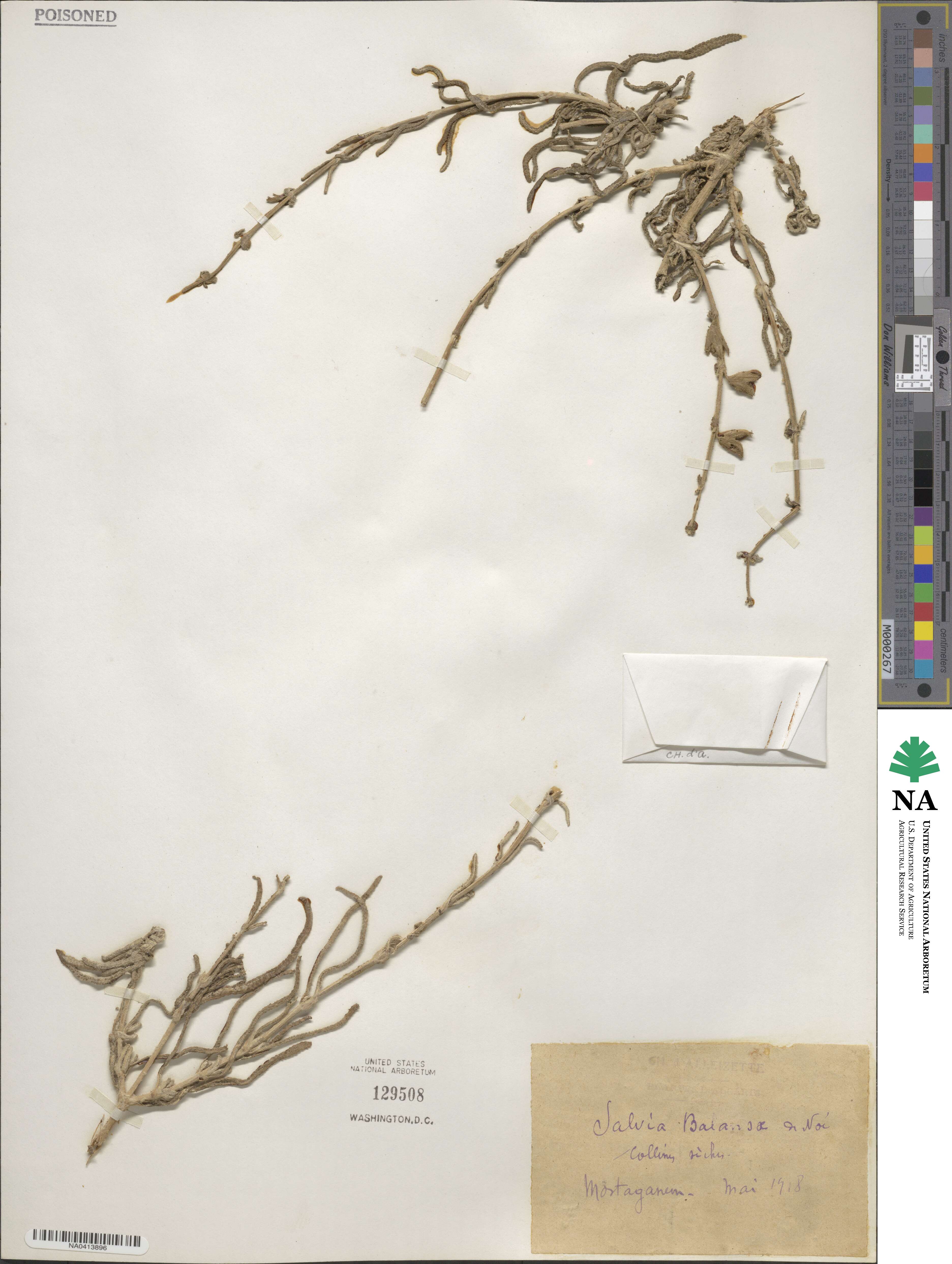 Salvia balansae image