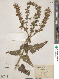 Image of Salvia bicolor