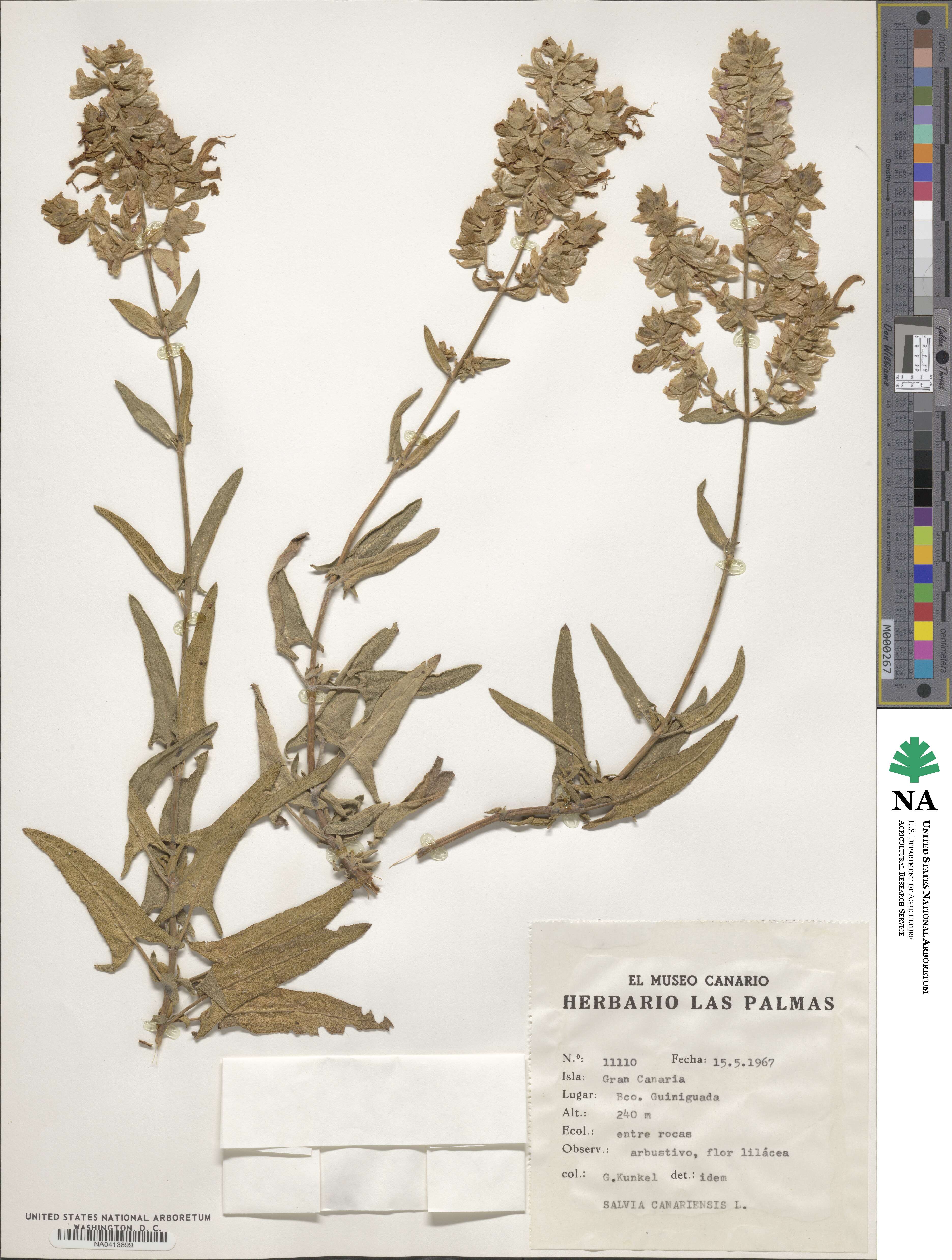 Salvia canariensis image